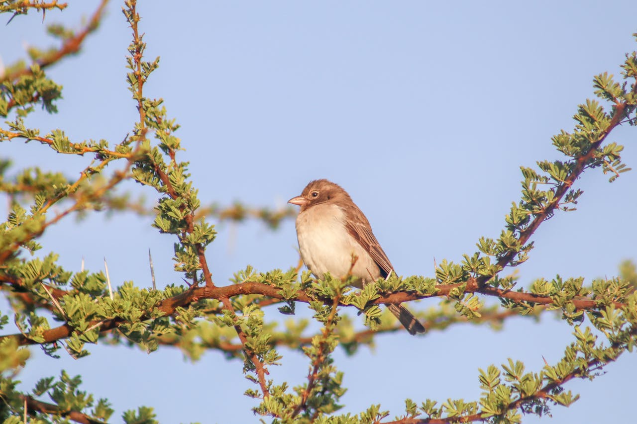 pexels-malindians-30642957